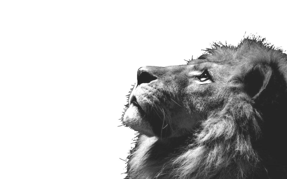 Лев обои черно белые