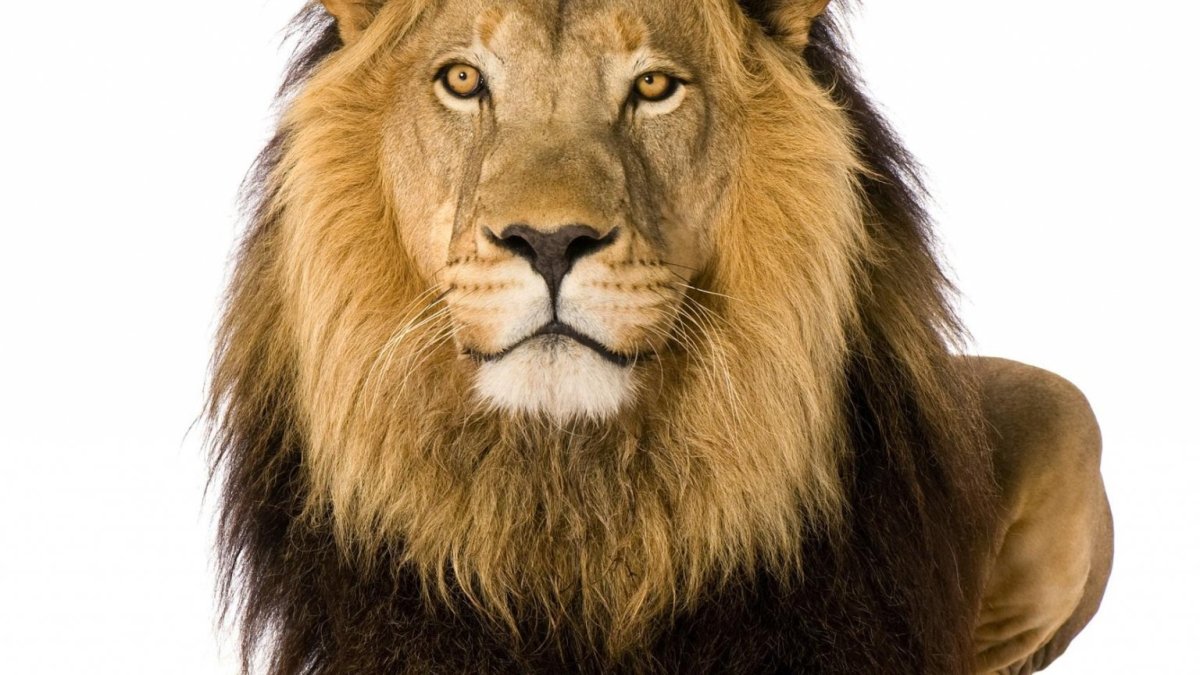 Морда Льва на белом фоне