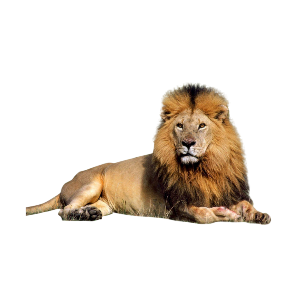 Лев картинки