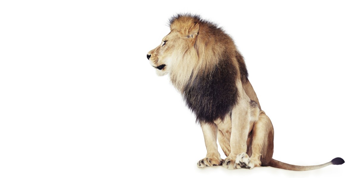 Лев сидит на белом фоне