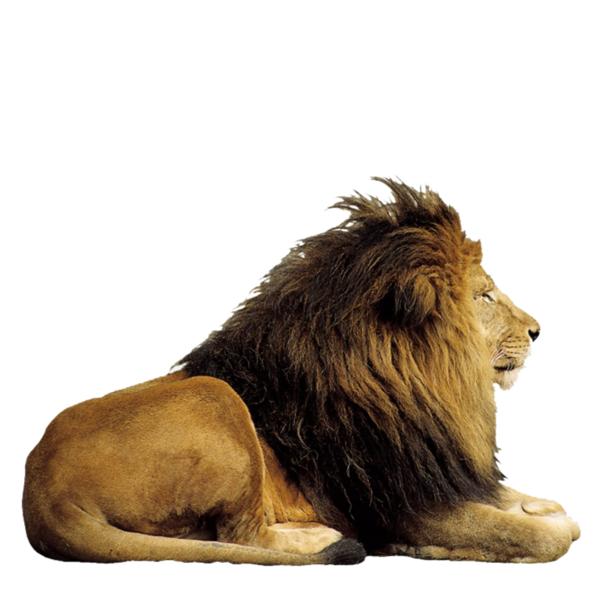 Лев клипарт на прозрачном фоне