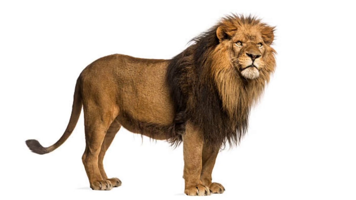Лев во весь рост