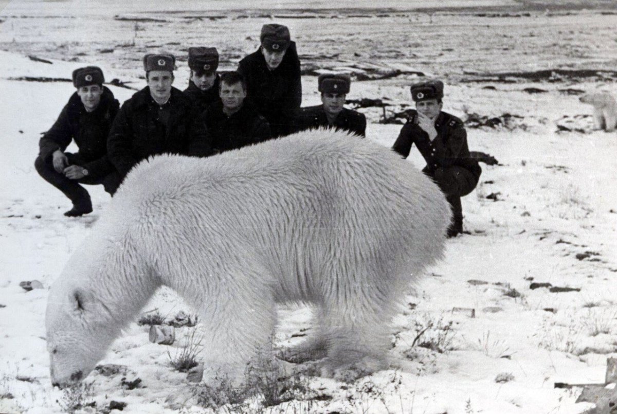 Белушья губа поселок медведи