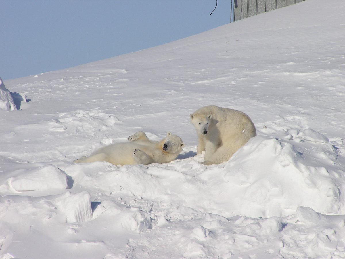 Новая земля Арктика