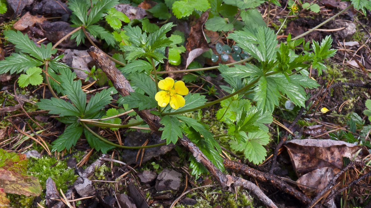 Лапчатка прямостоячая Potentilla erecta