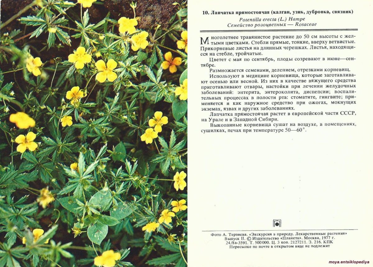 Лапчатка прямостоячая лекарства