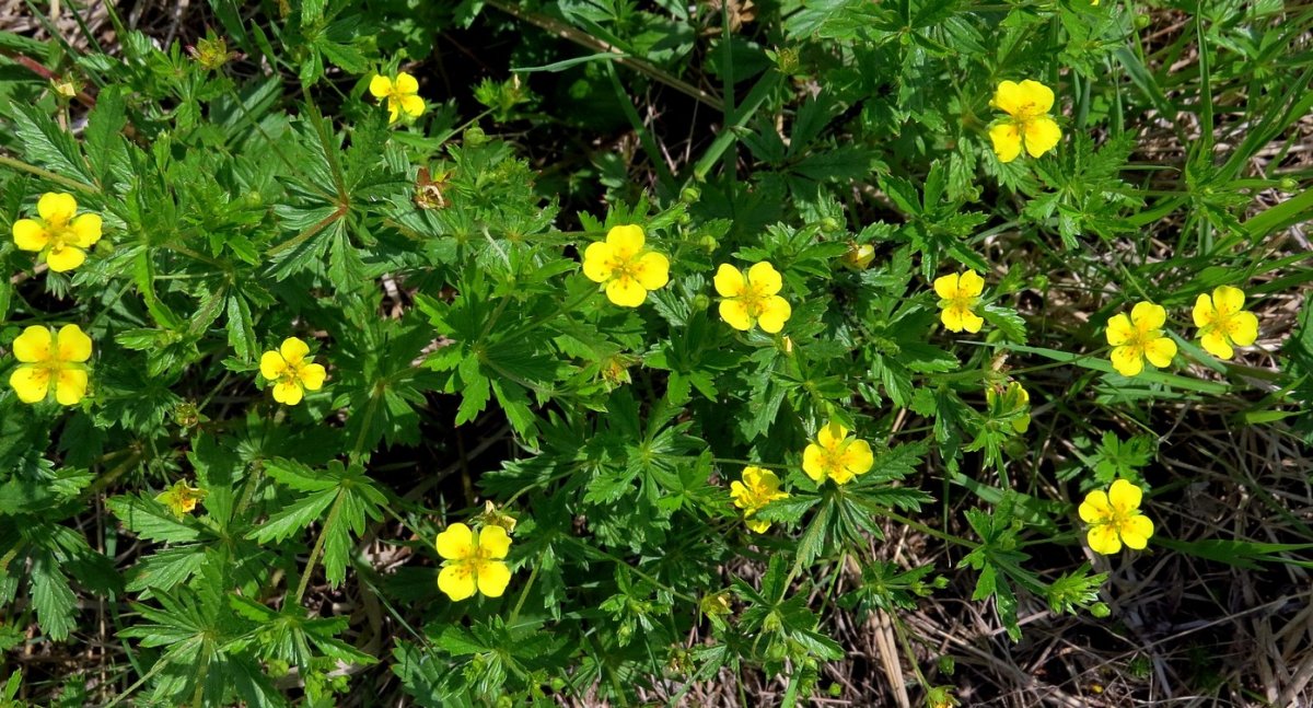 Лапчатка прямостоячая калган