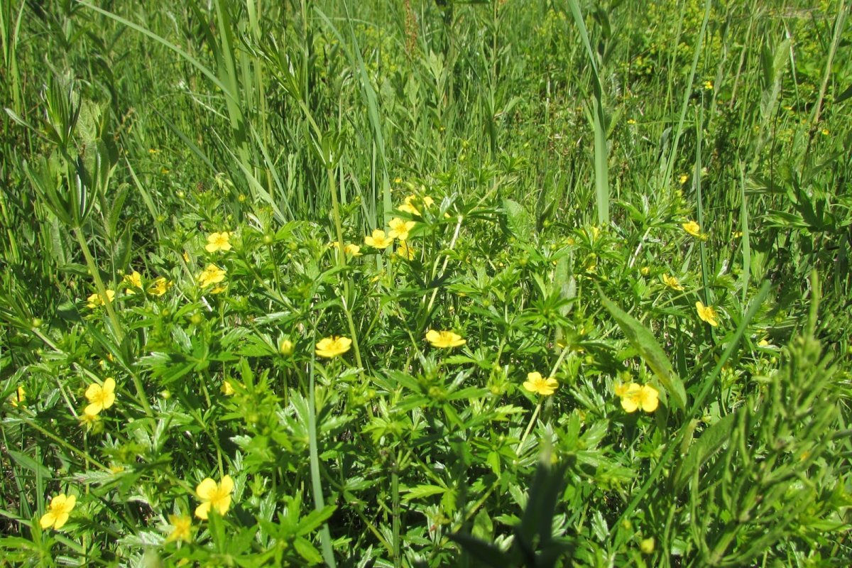 Растение лапчатка Луговая