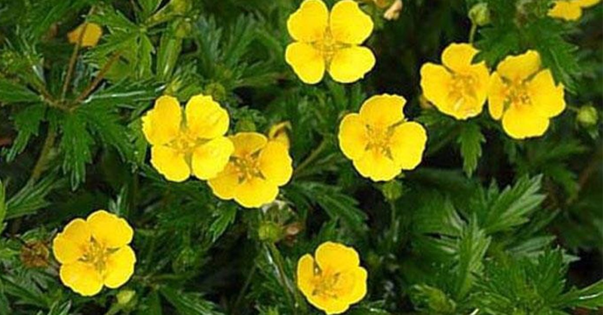 Лапчатка травянистая Йеллоу Квин