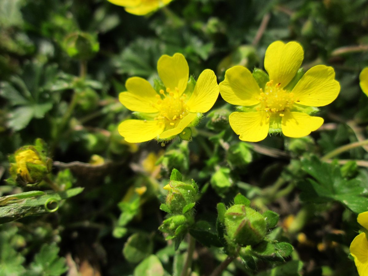 Potentilla neumanniana