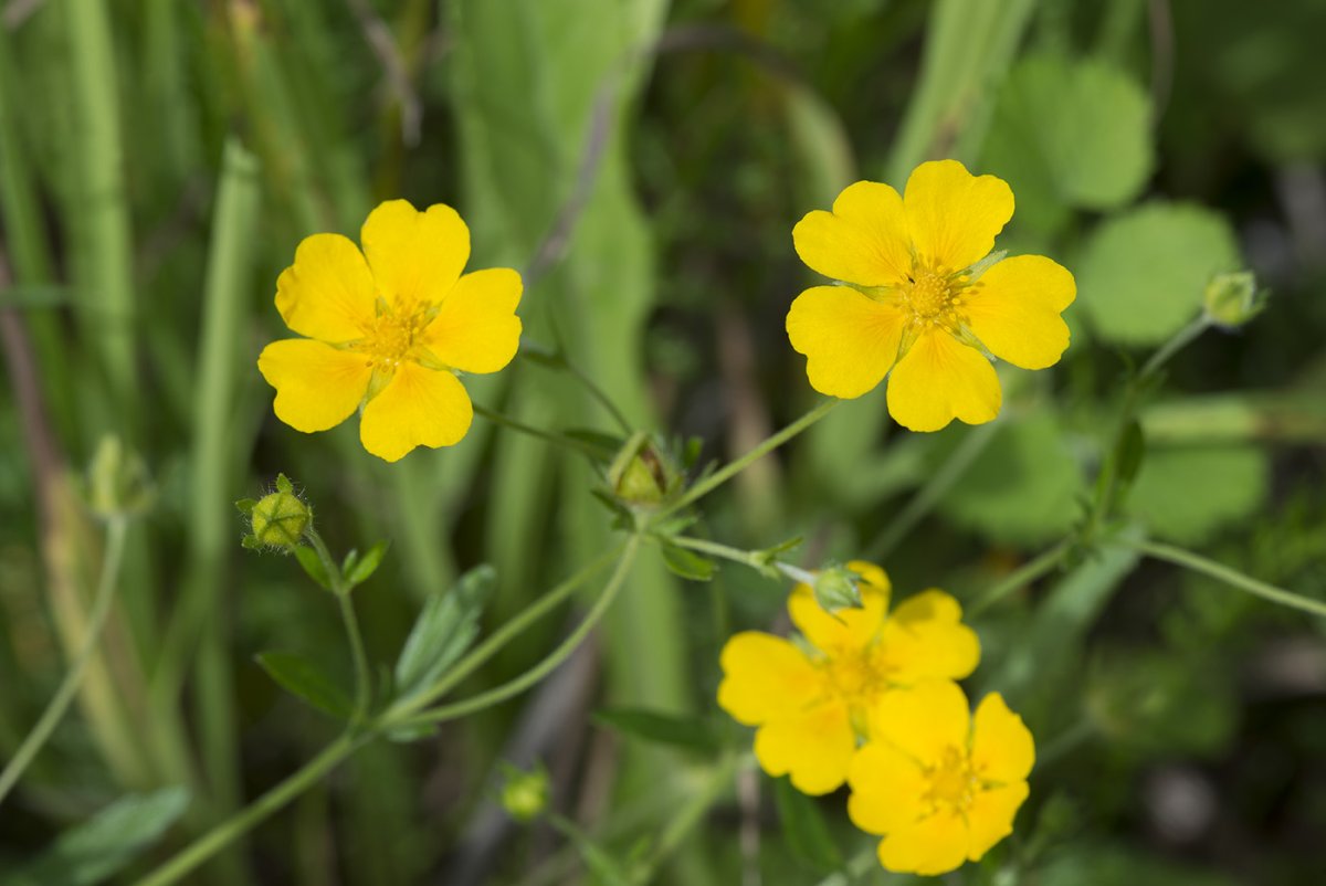 Лапчатка серебристая лапчатка прямостоячая