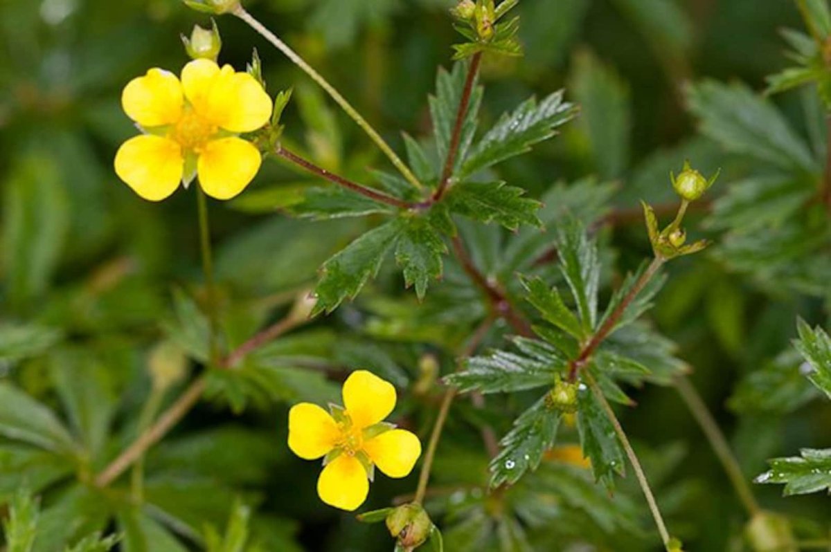 Лапчатка Лесная