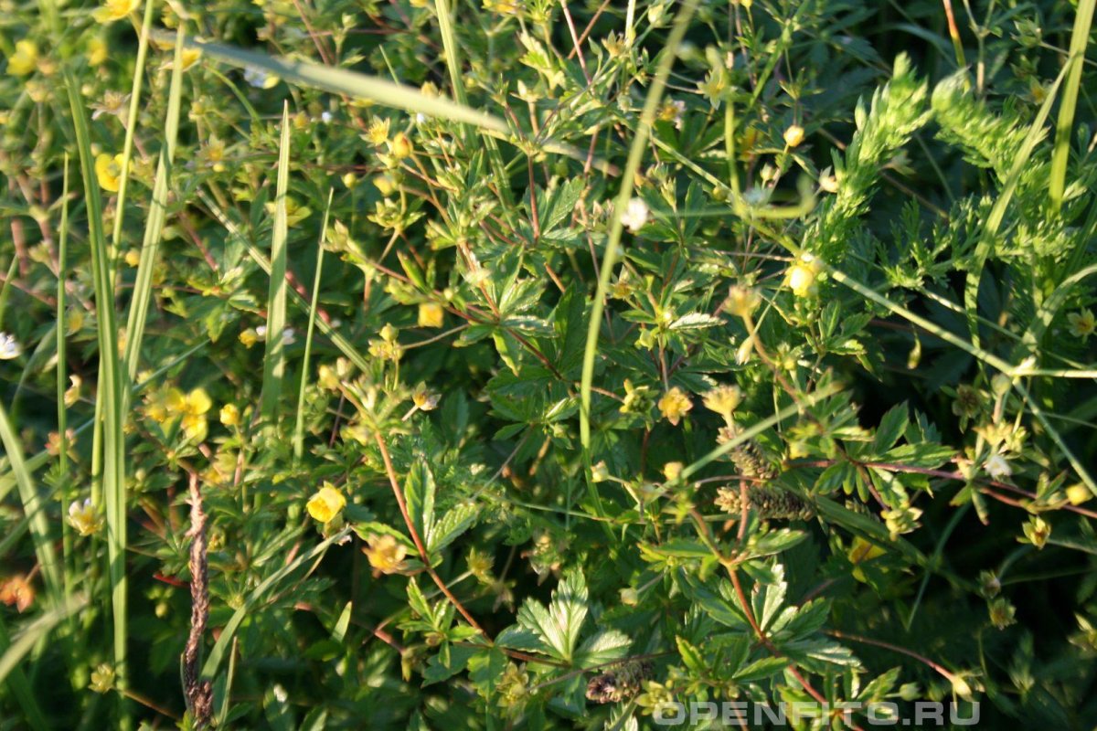 Калган трава