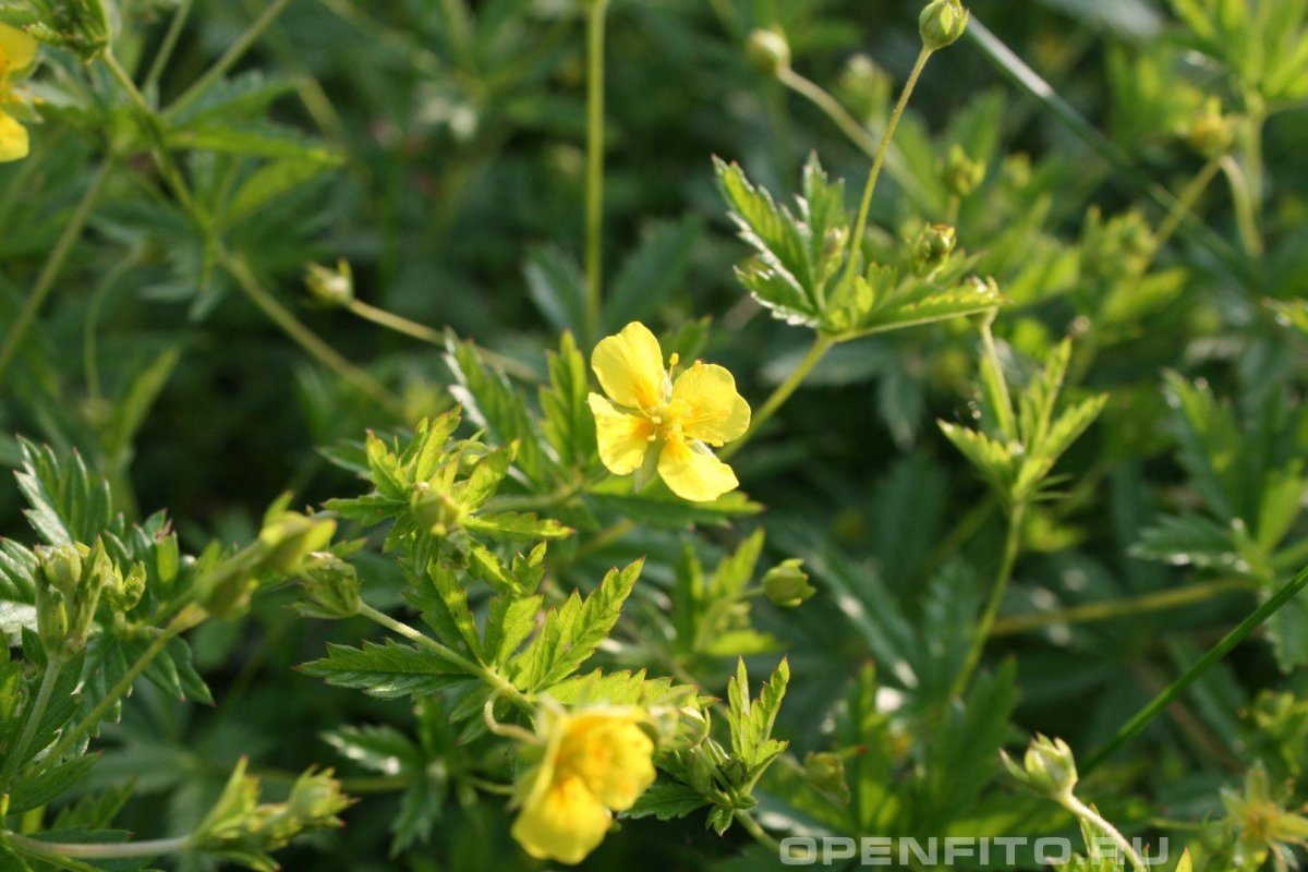 Калган трава