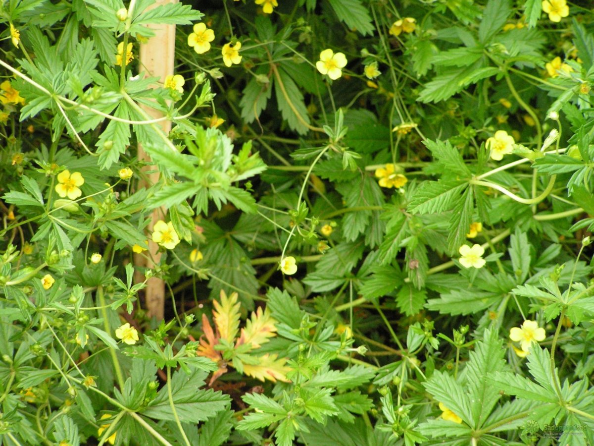 Лапчатка прямостоячая калган