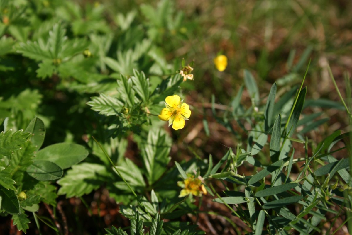 Лапчатка Полевая