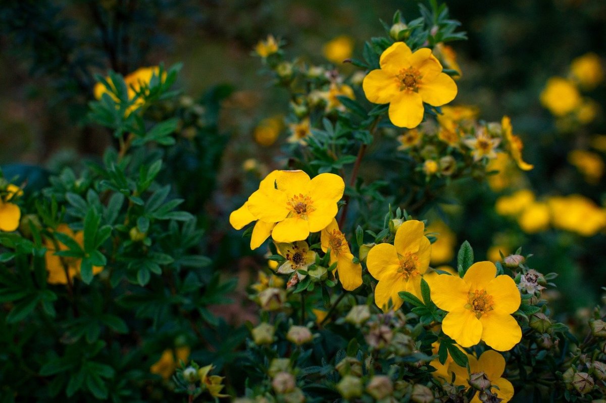 Лапчатка кустарниковая Голдтеппич