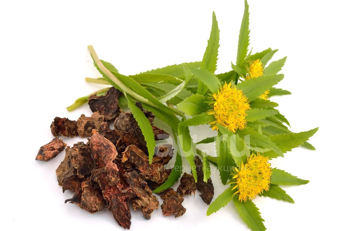 Золотой корень Алтайский