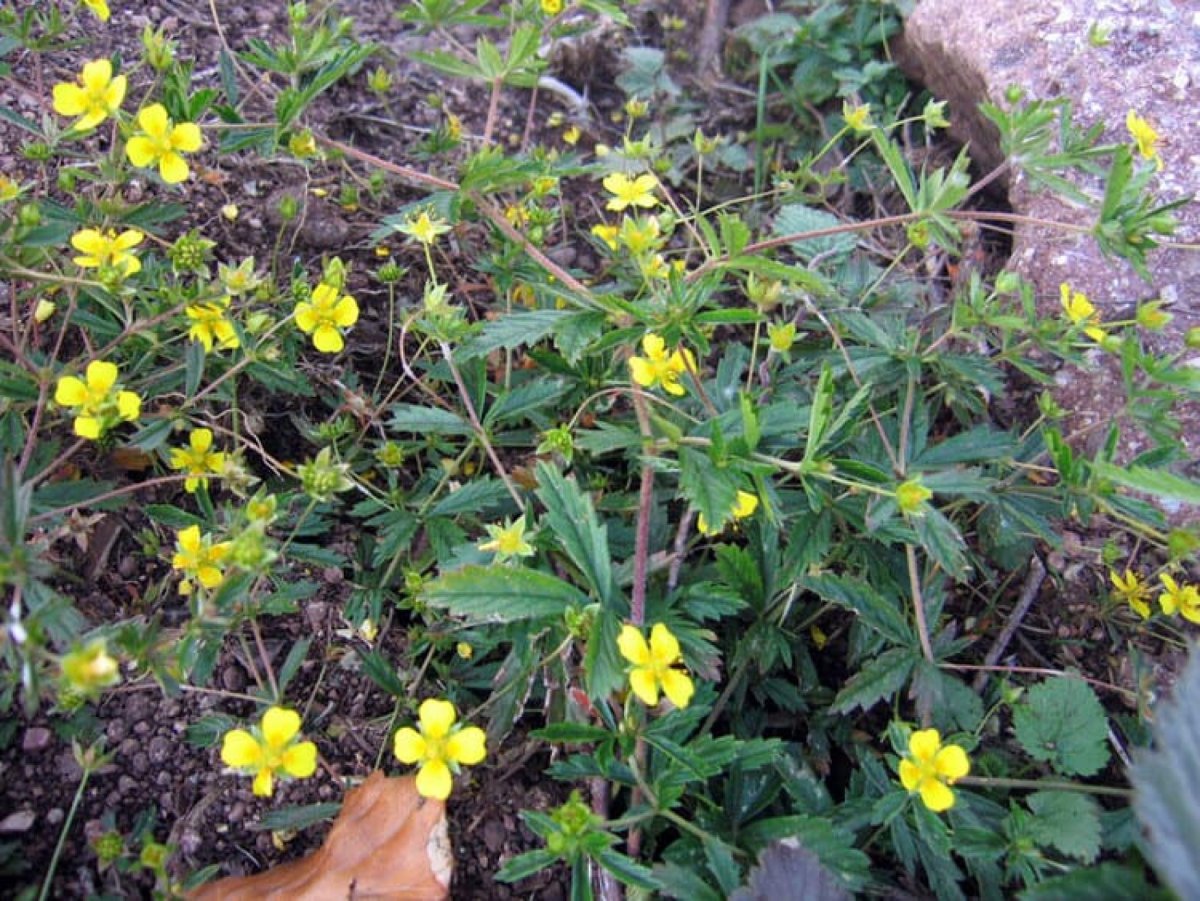 11. Лапчатка прямостоячая- Potentilla erecta (l.) Rausch.