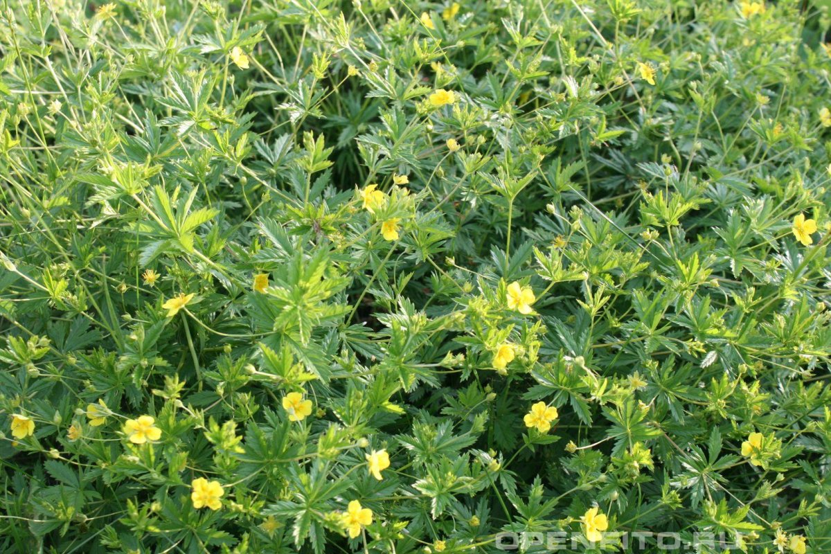 Лапчатка калган