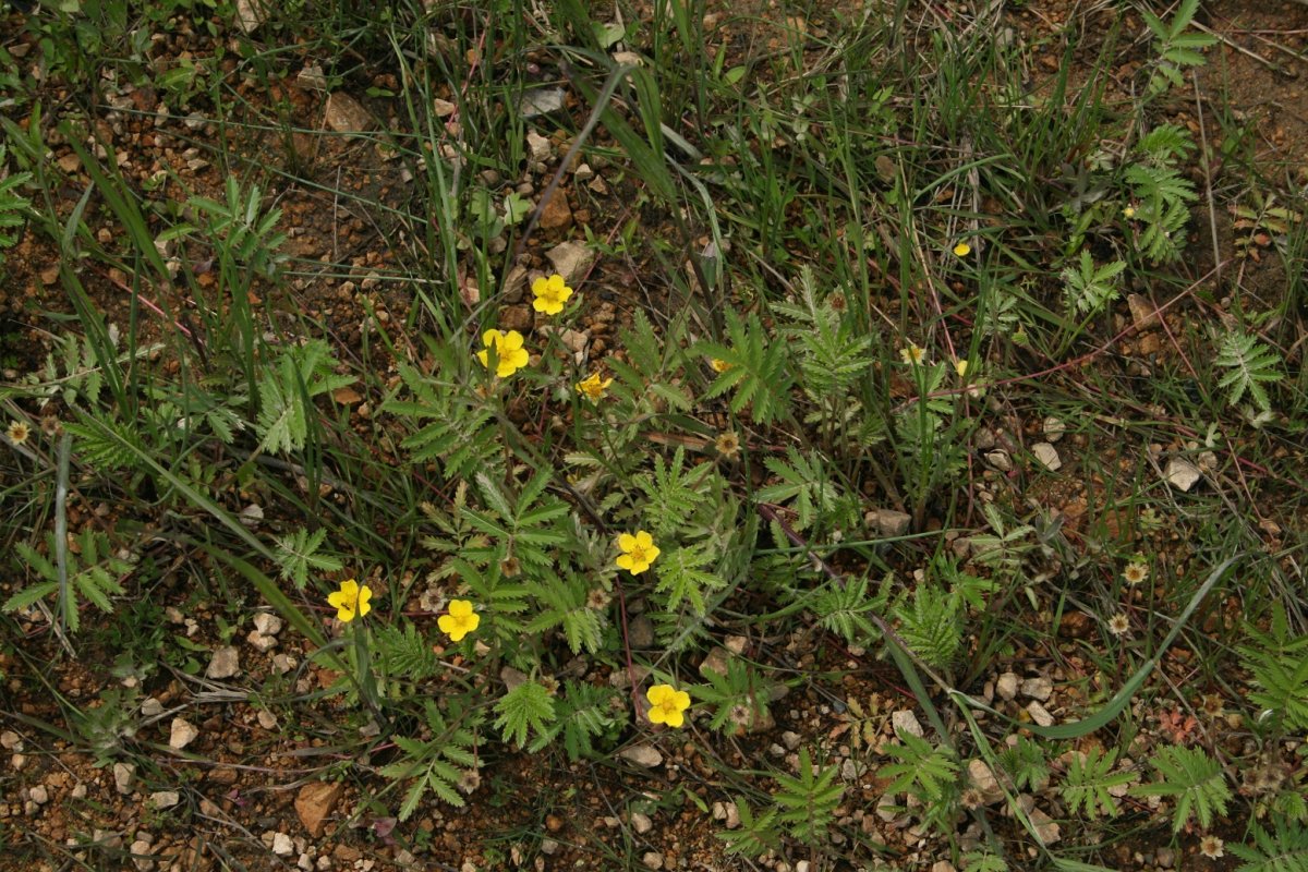 Лапчатка Эгеда