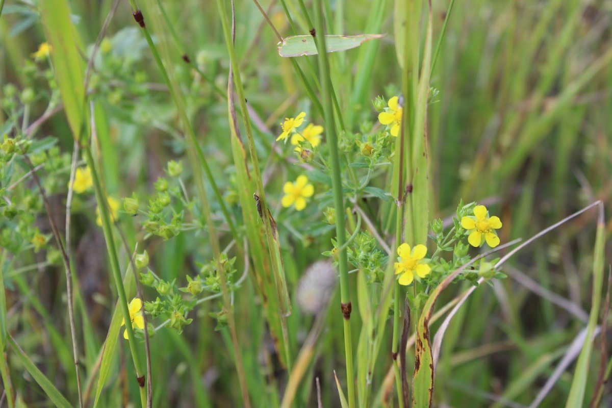 Калган трава