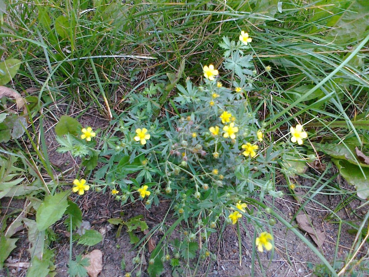 Лапчатка калган