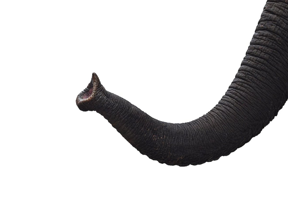 Хобот слона без фона