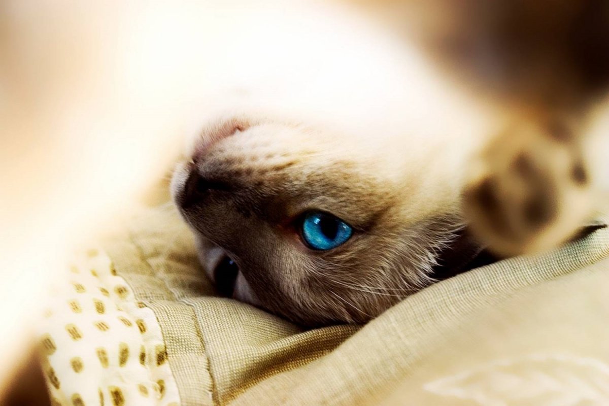 Доброе утро голубоглазая