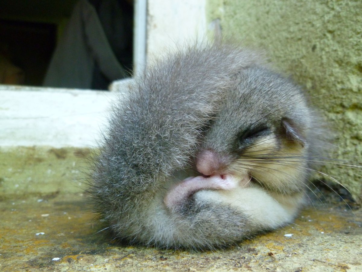 Мемы про Соню