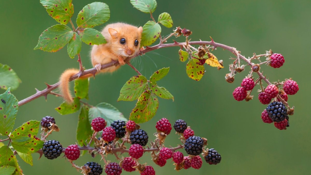 Рапунцель ава 2015