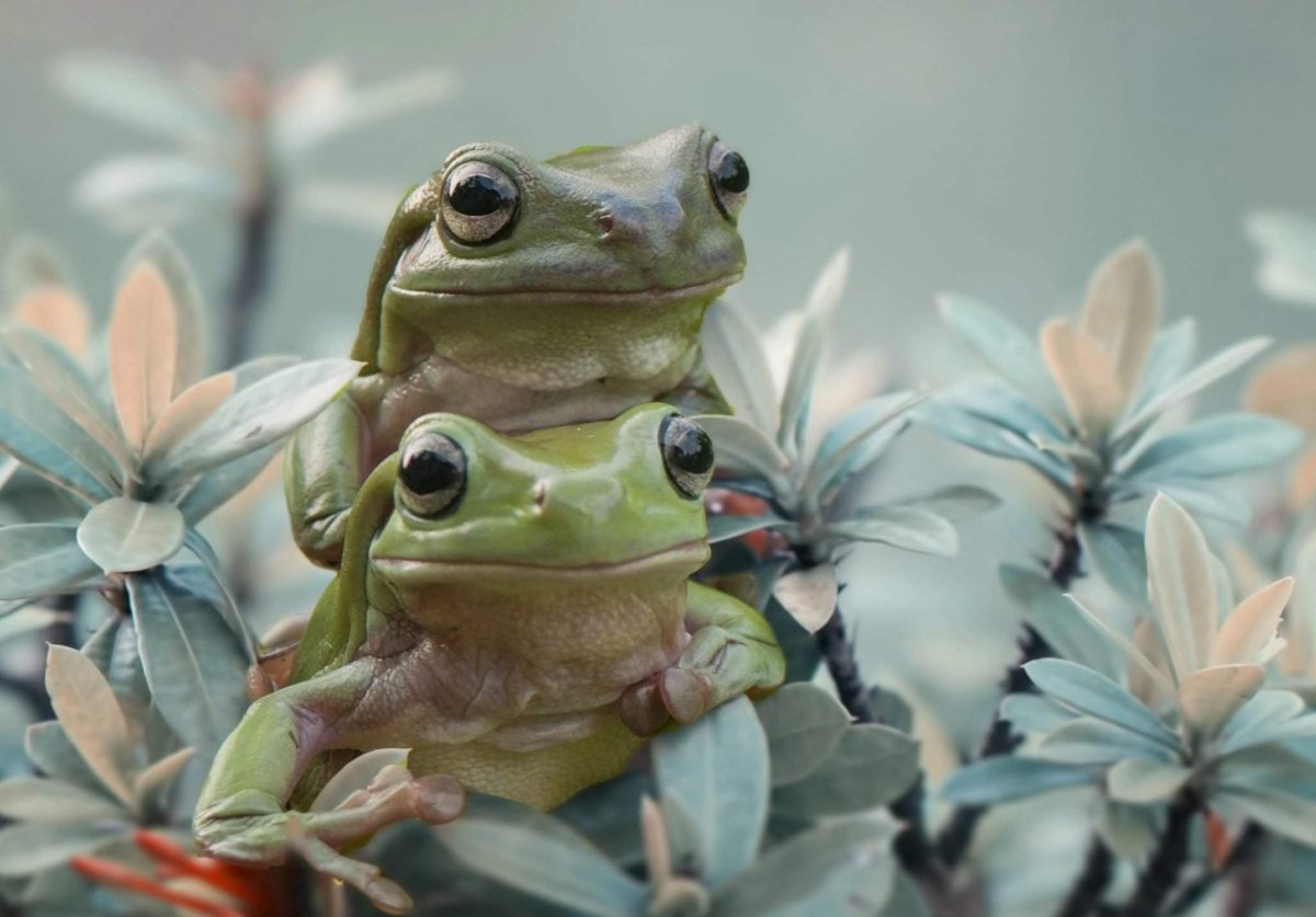 Милые жабки