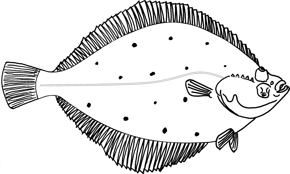 Камбала раскраска для детей