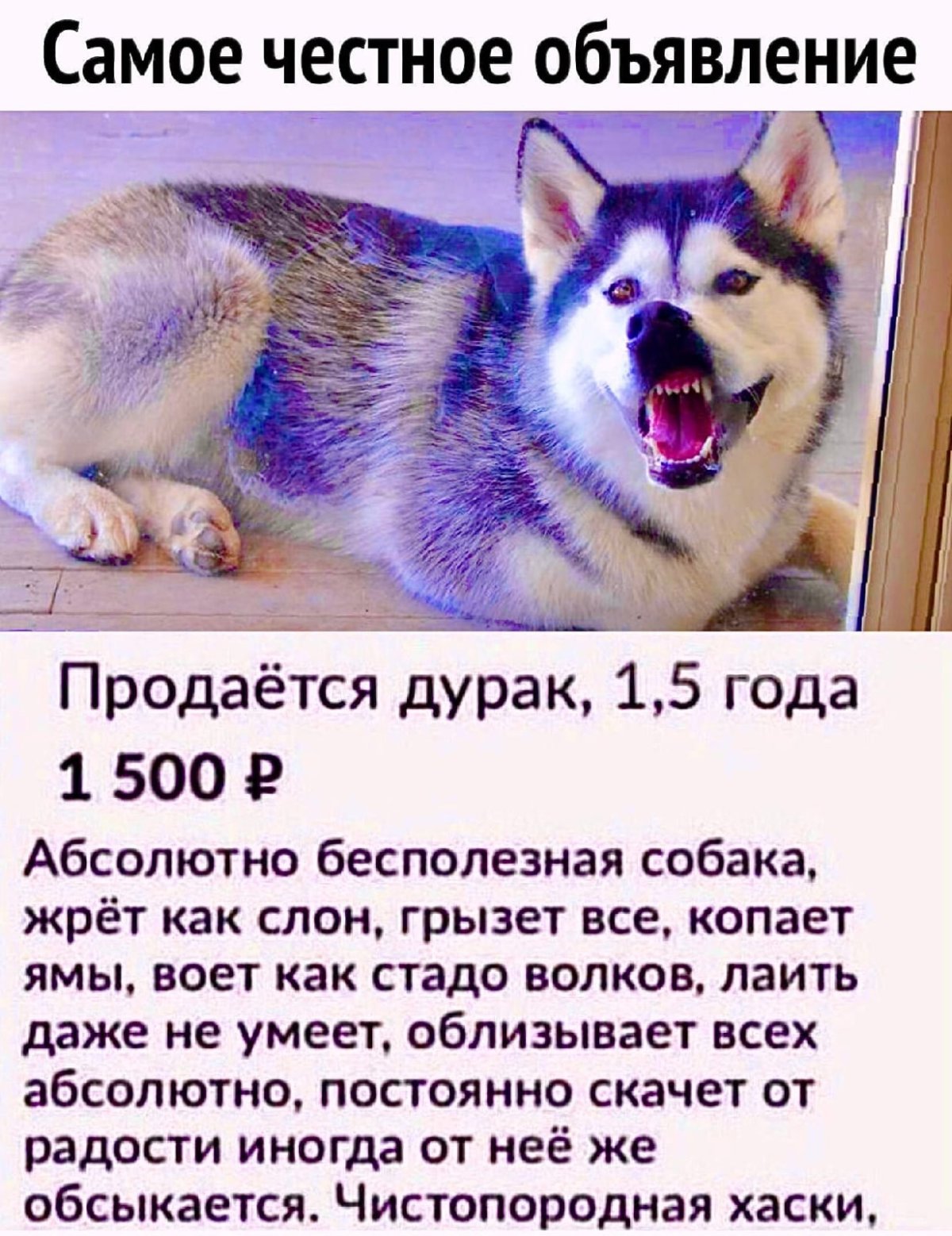 Котята пишут на заборе