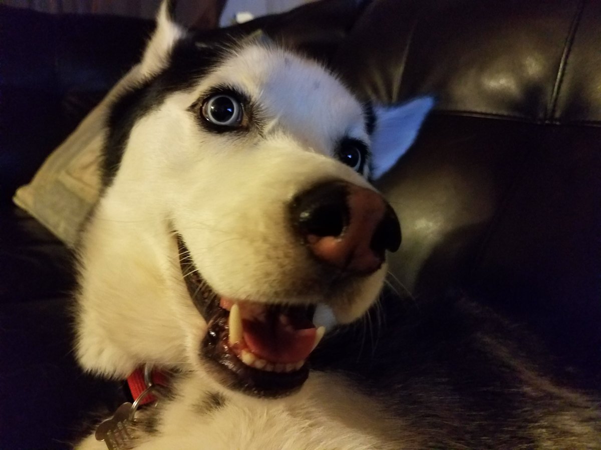 Собака улыбака хаски