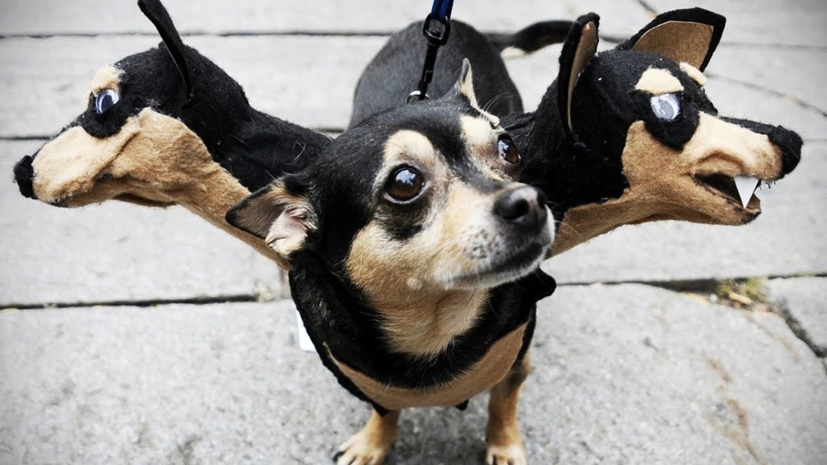 Мемы с собаками