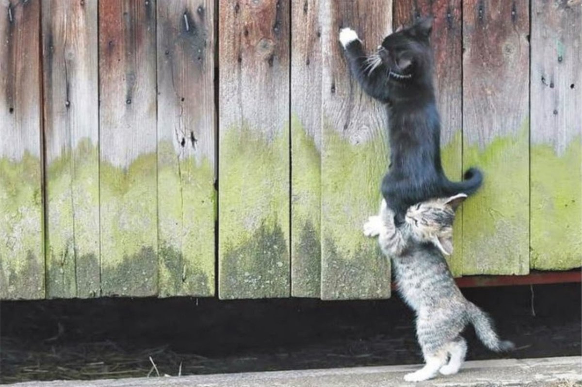 Все собаки дураки