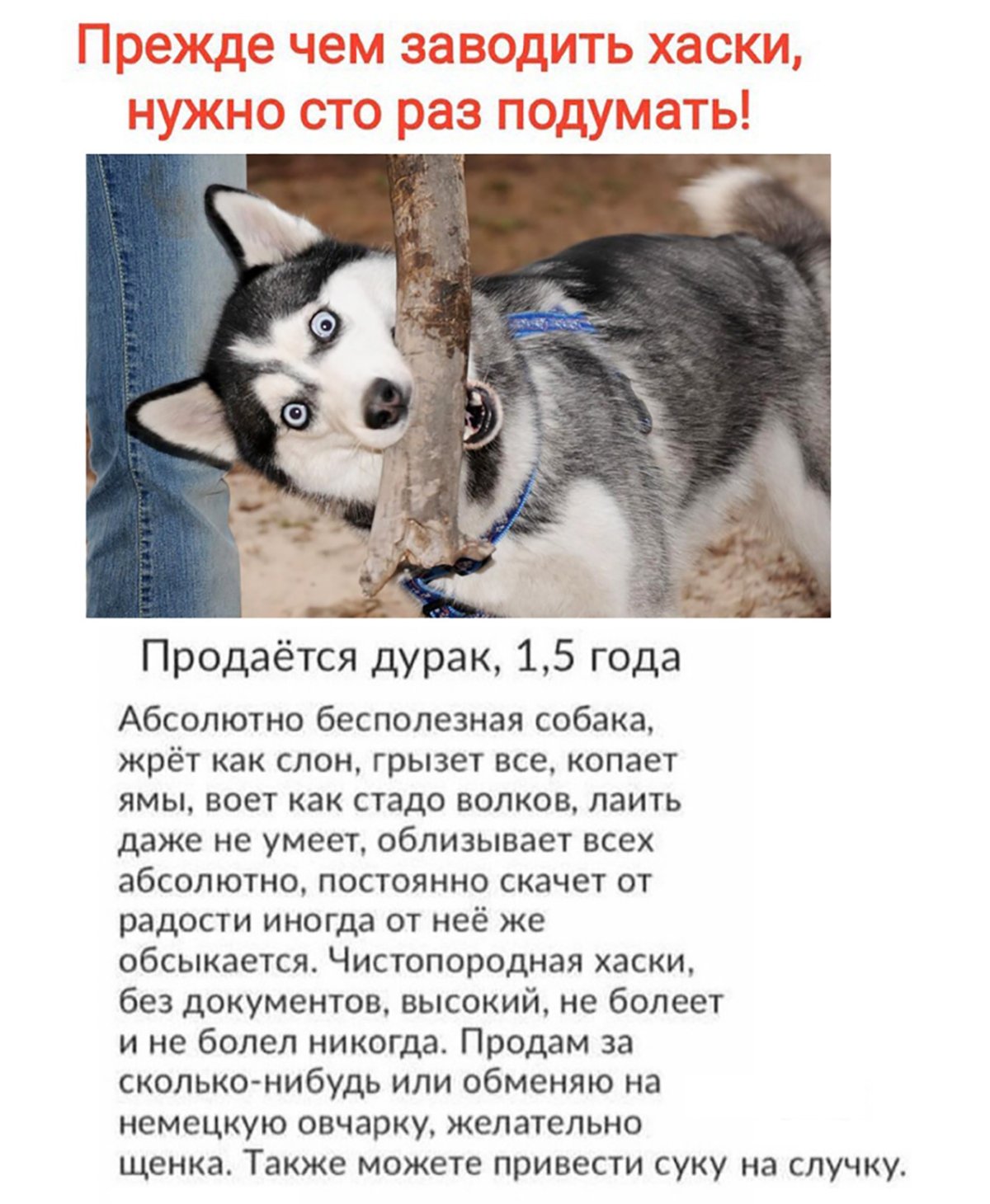 Злая собака прикол