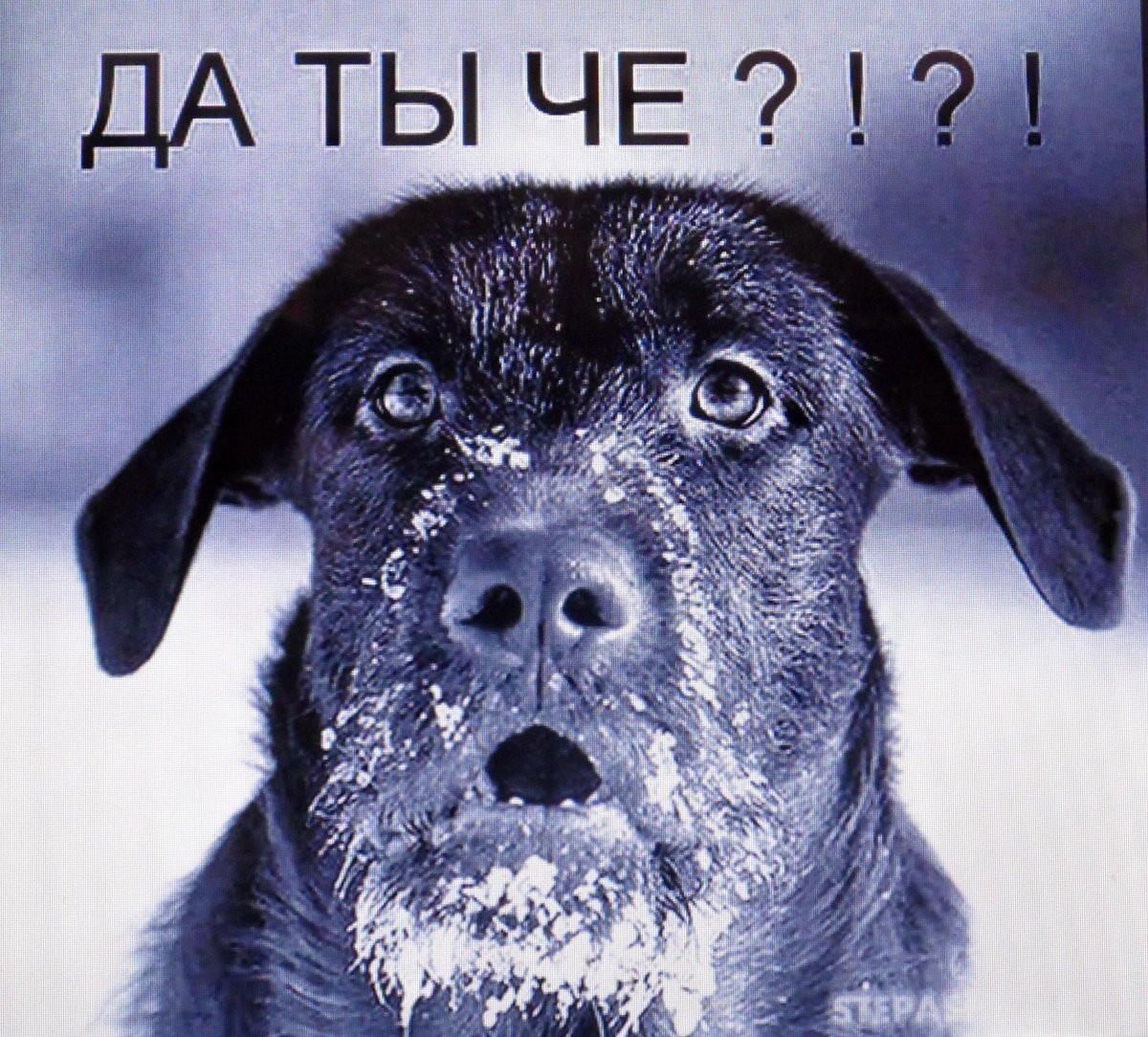 Продаётся дурак 1.5 года хаски