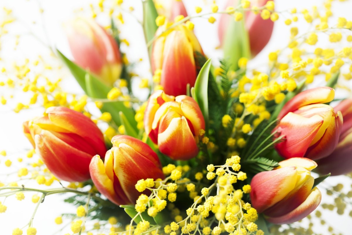 С 8 марта Мимоза и тюльпаны