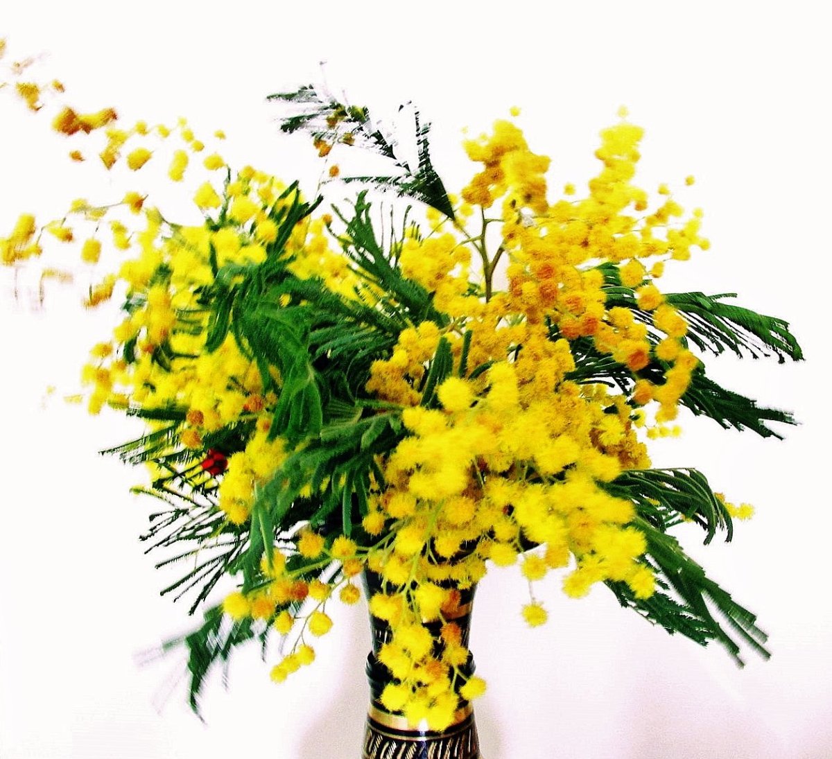 Цветы Мимоза и тюльпаны