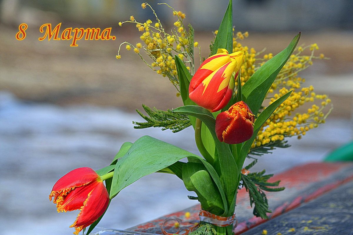 Мимоза цветок на 8 марта