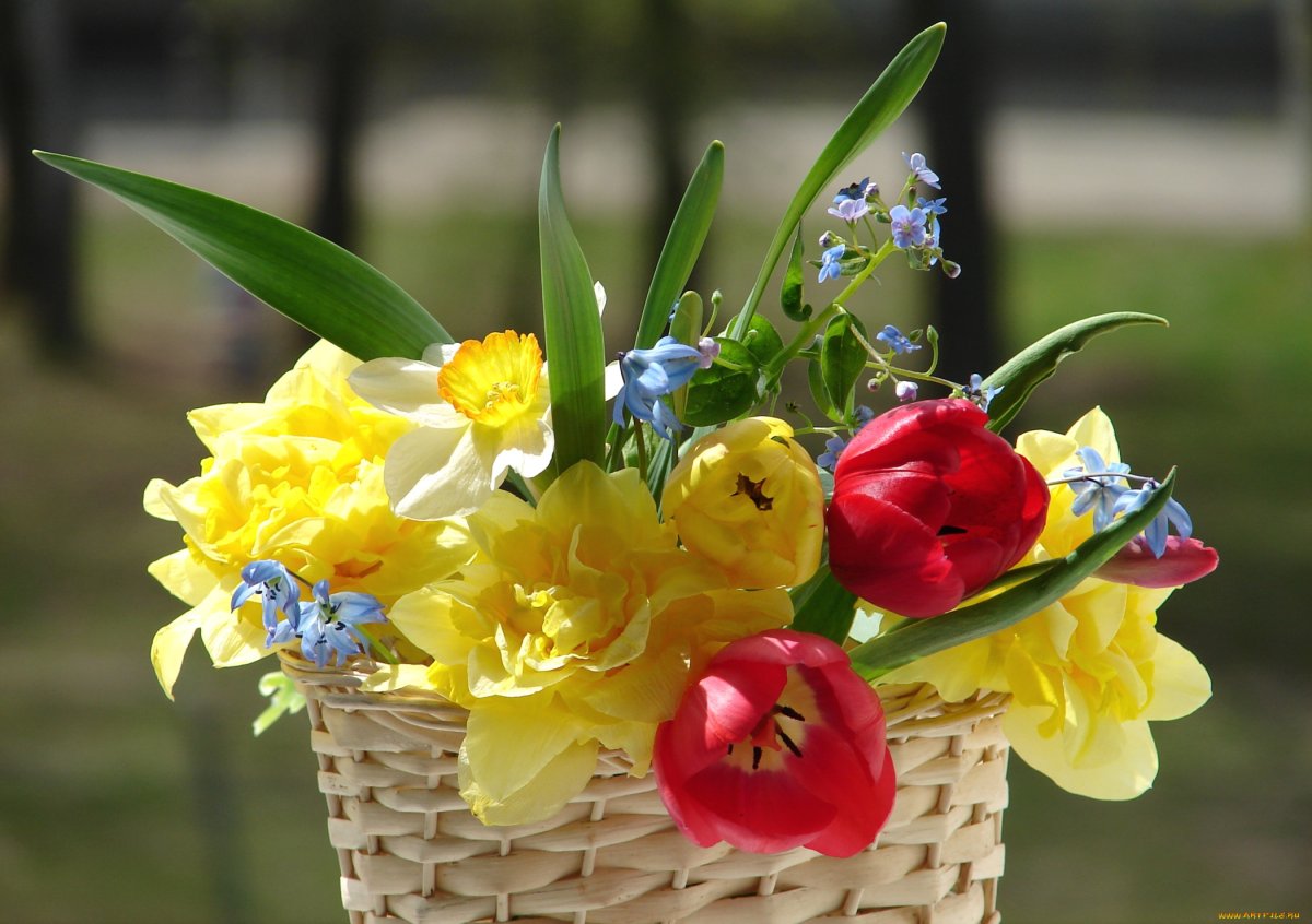 Азалия Мимоза