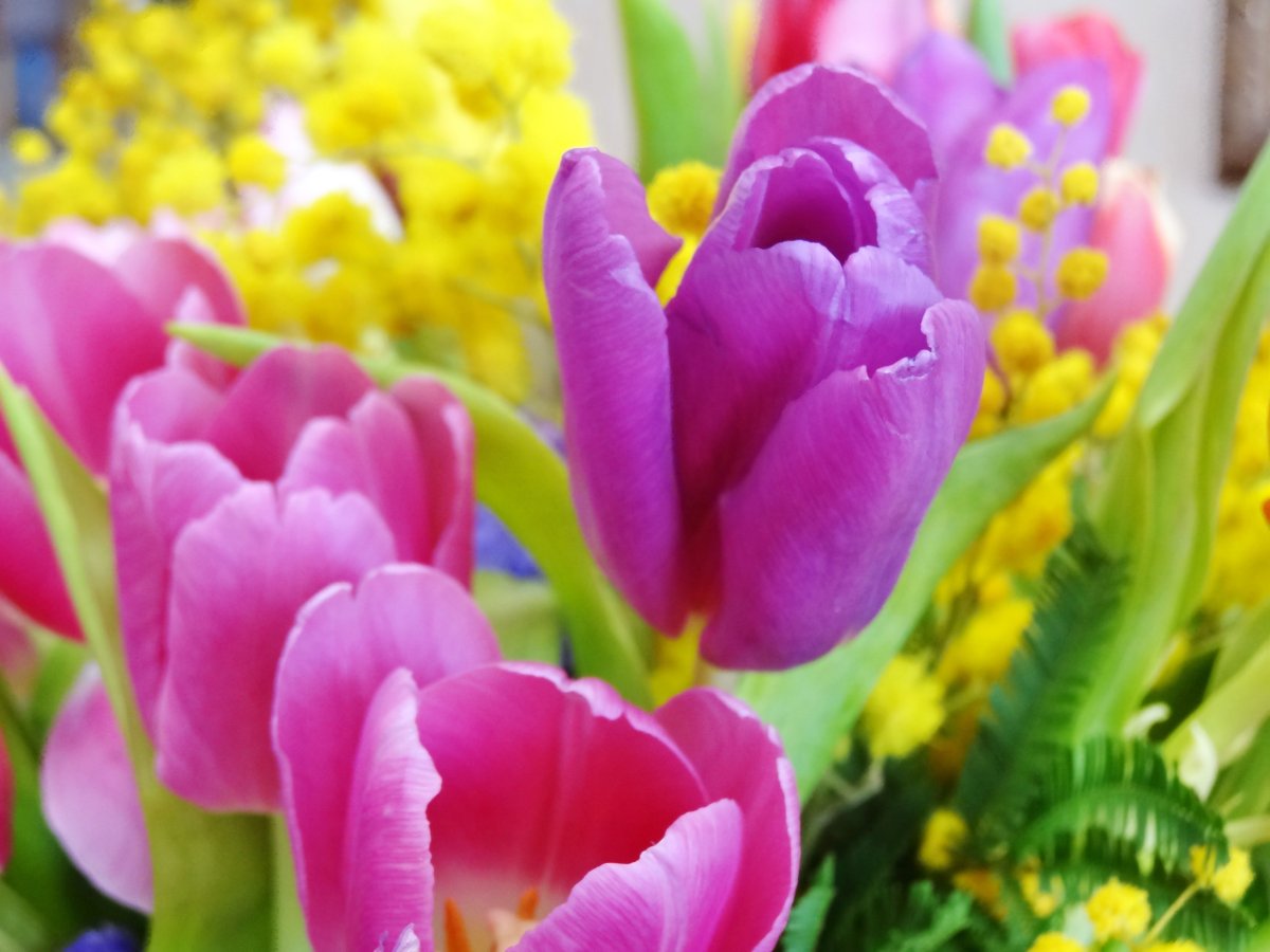 Девушка с букетом мимозы