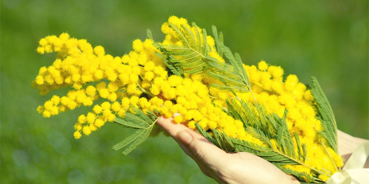 Мимоза и нарциссы