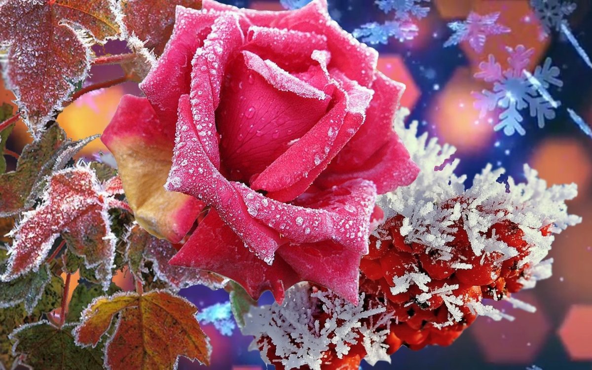 Цветы зимой