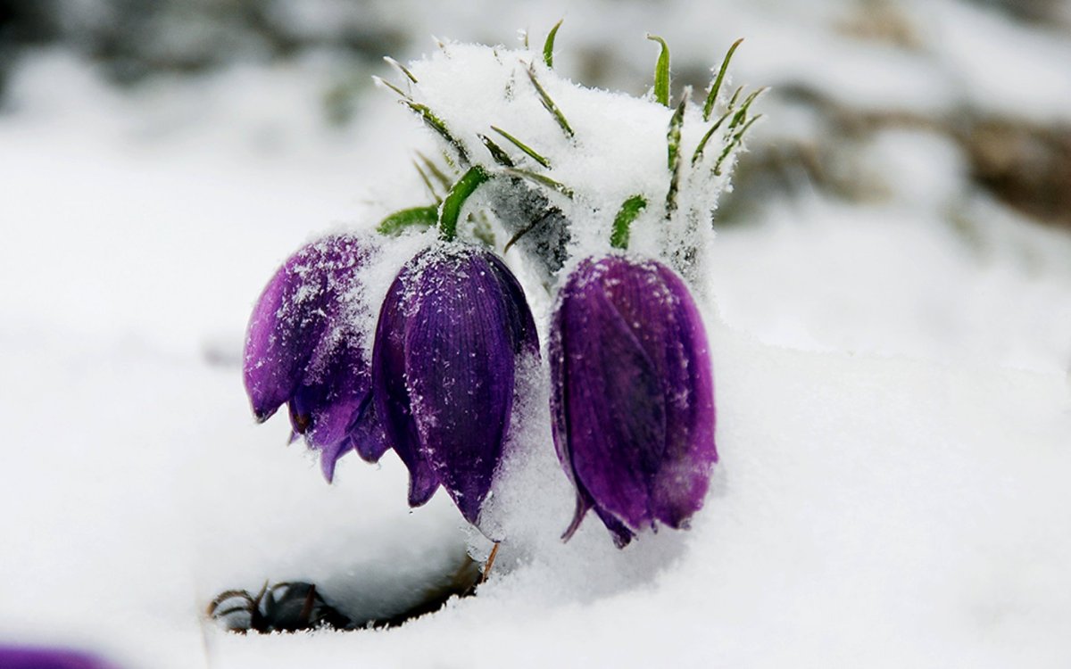 Зимние цветы