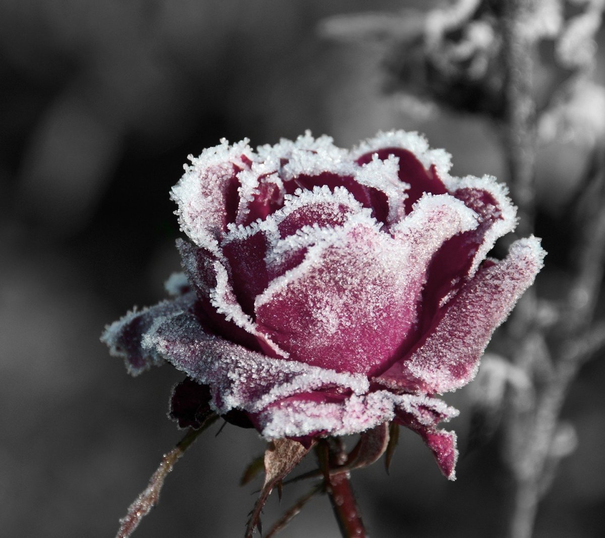 Зимняя роза