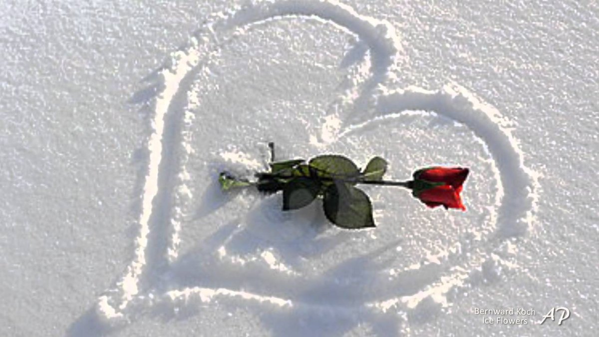 Розы и снежинки