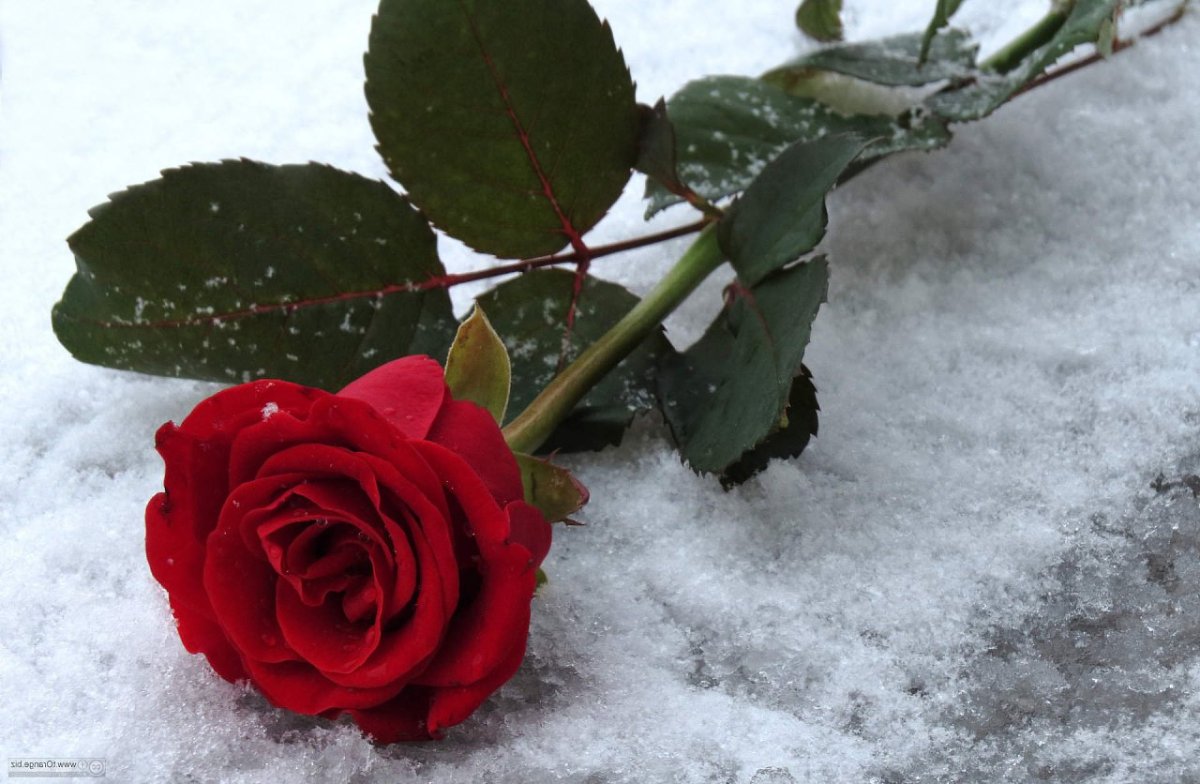 Белые розы на снегу